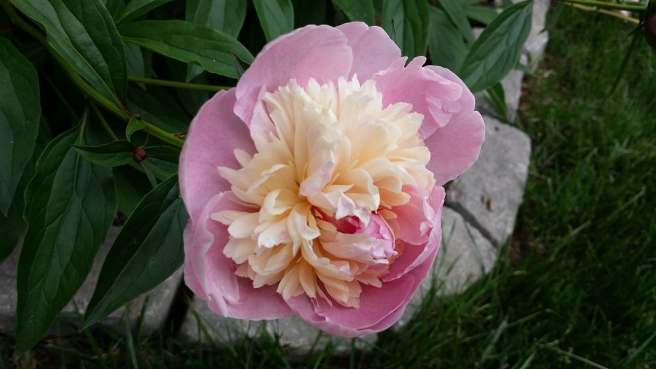 Пионовидная роза Peony Pink