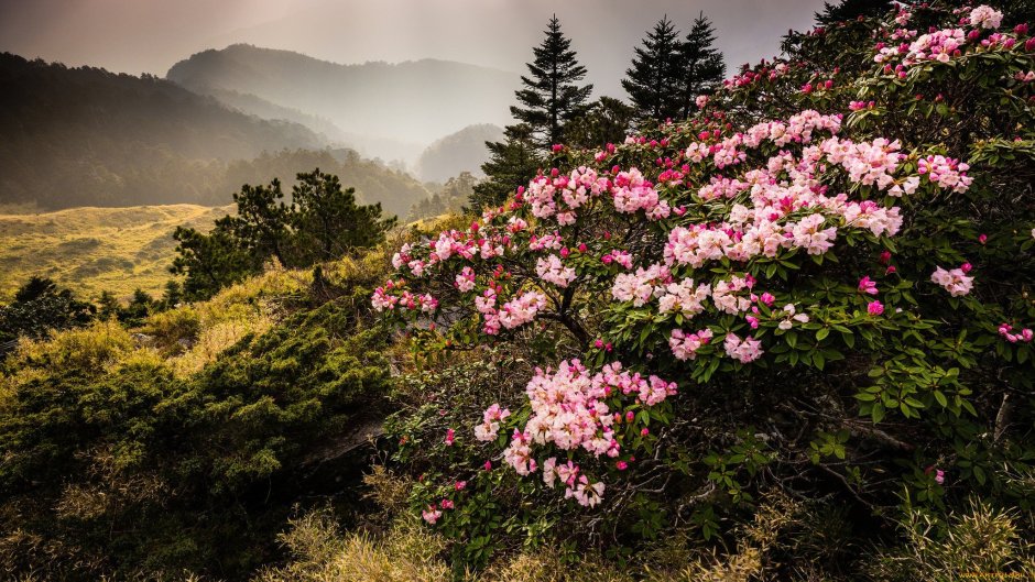 Абхазия цветение рододендроны