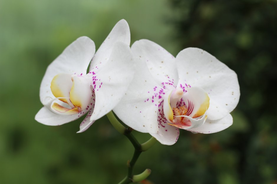 Phalaenopsis Liu's Triprince