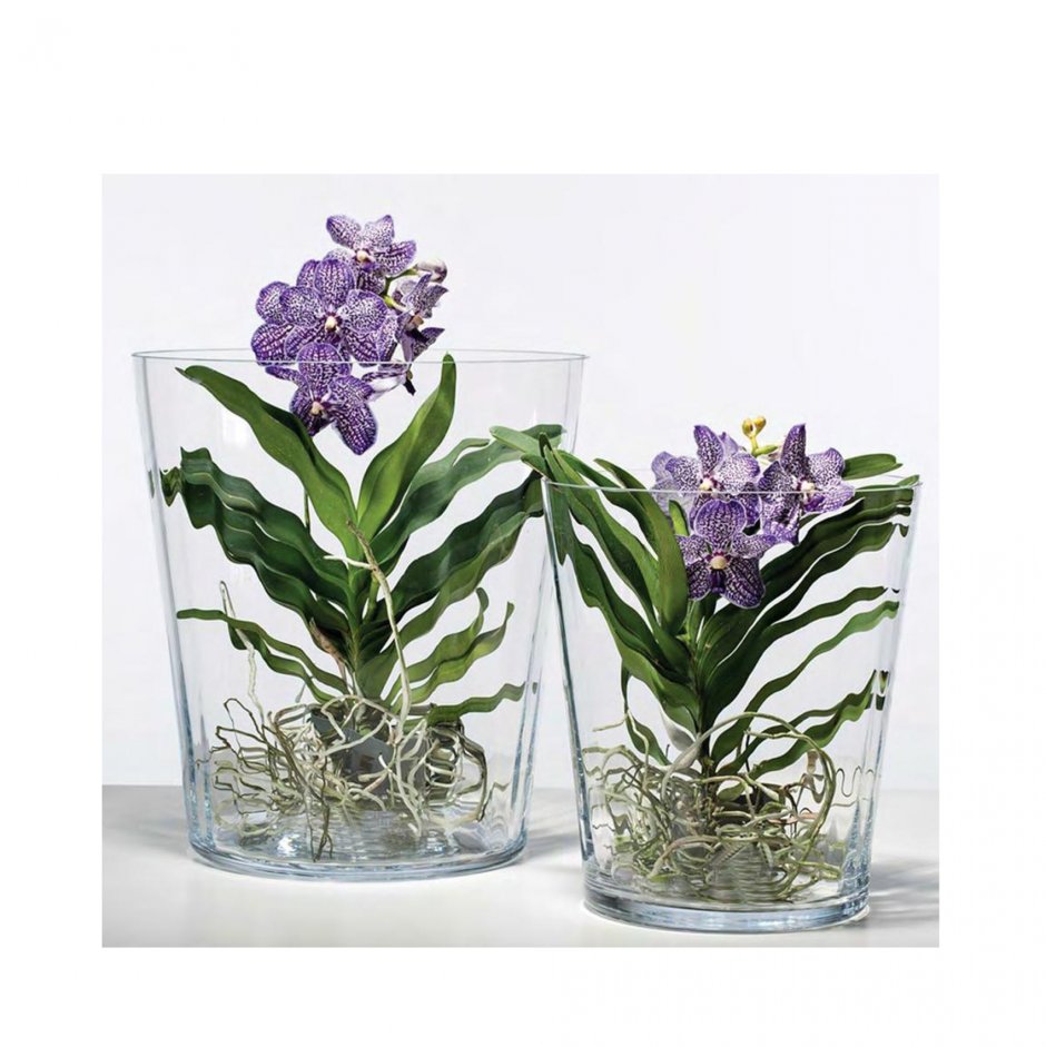 Орхидея без субстрата в стеклянных вазах
