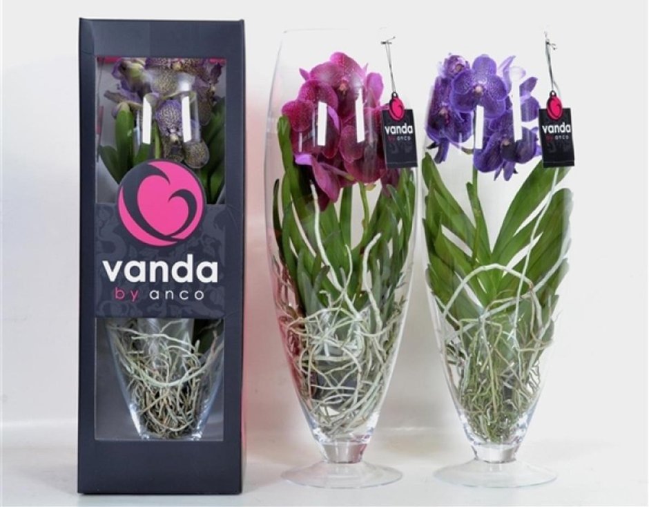 Орхидея Ванда в корзине