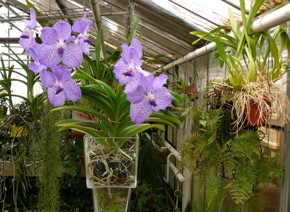 Орхидея в стеклянной колбе