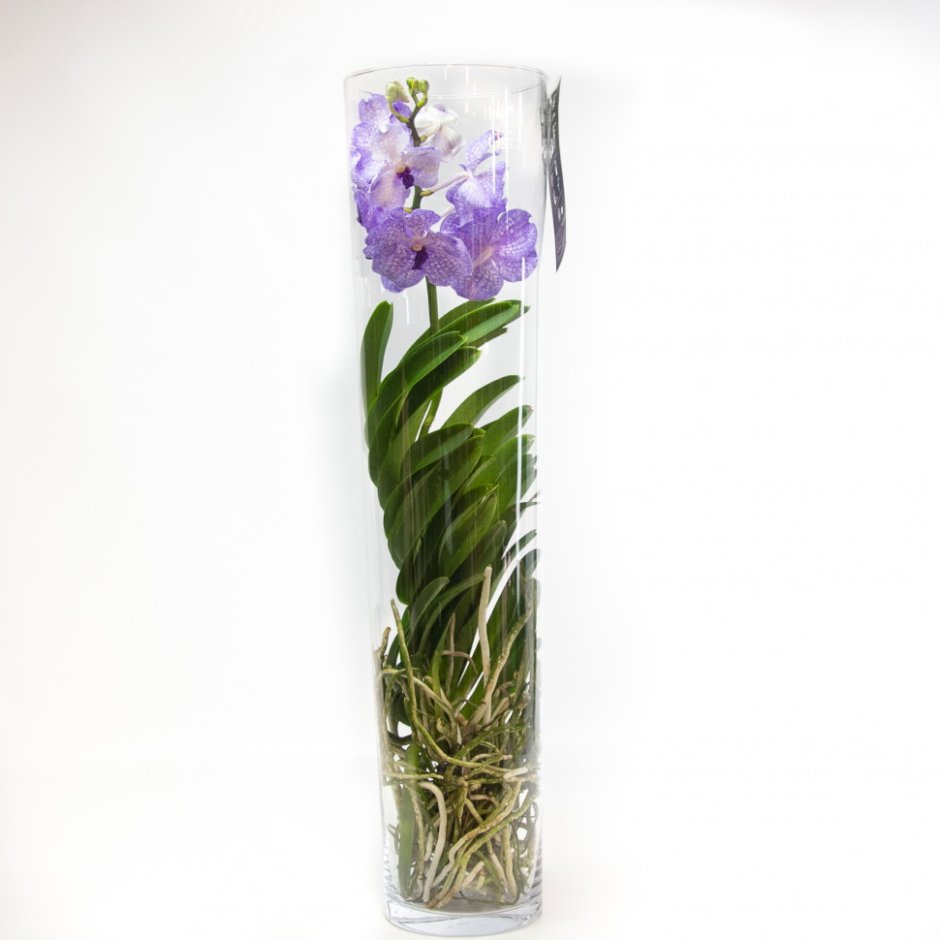 Ванда Орхидея срезанная один цветок