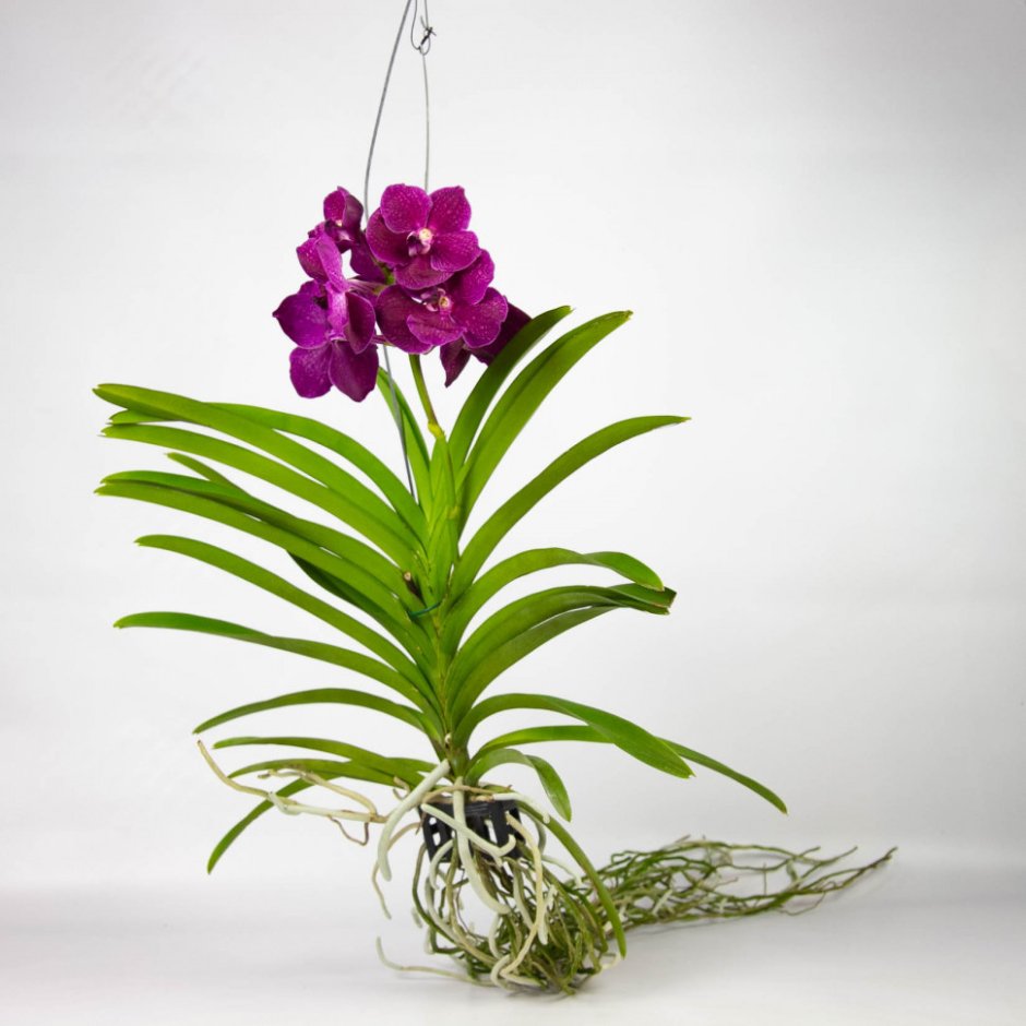 Орхидея Ванда (стекл.ваза Champagne)