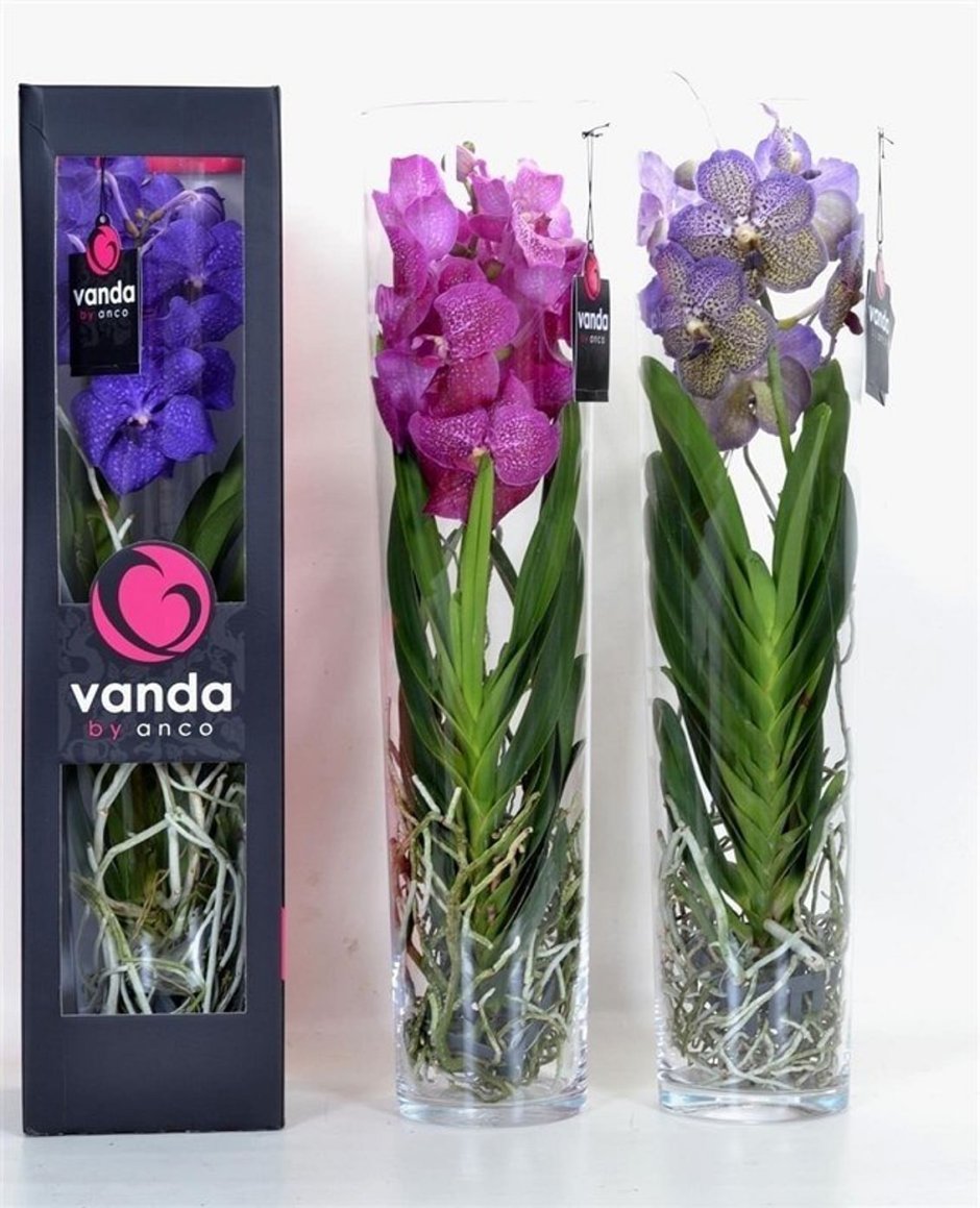 Орхидея Ванда (стекл.ваза Champagne)