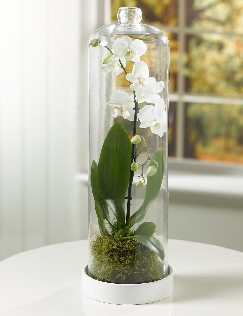 Орхидея Ванда в бокале