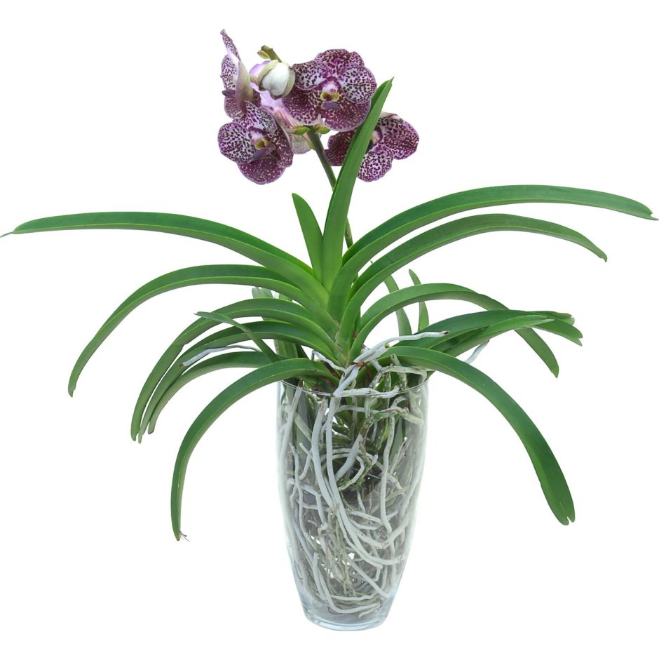 Висячая Орхидея Ванда
