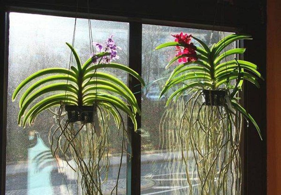 Орхидея голубая в вазе