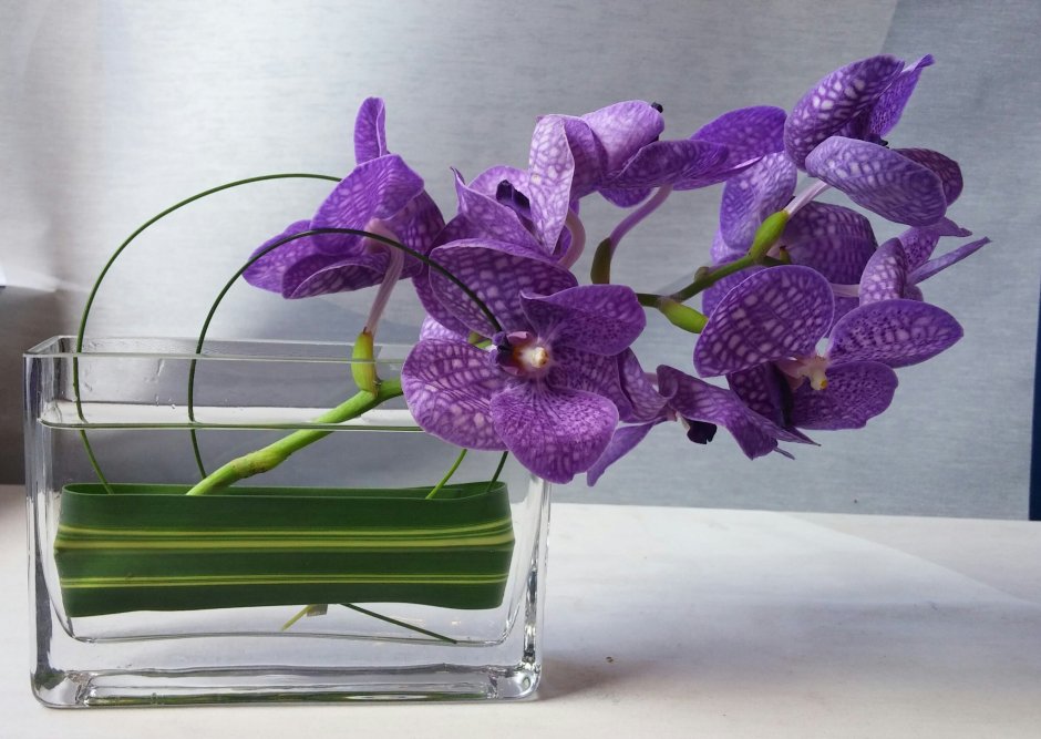 Орхидея Ванда в бокале