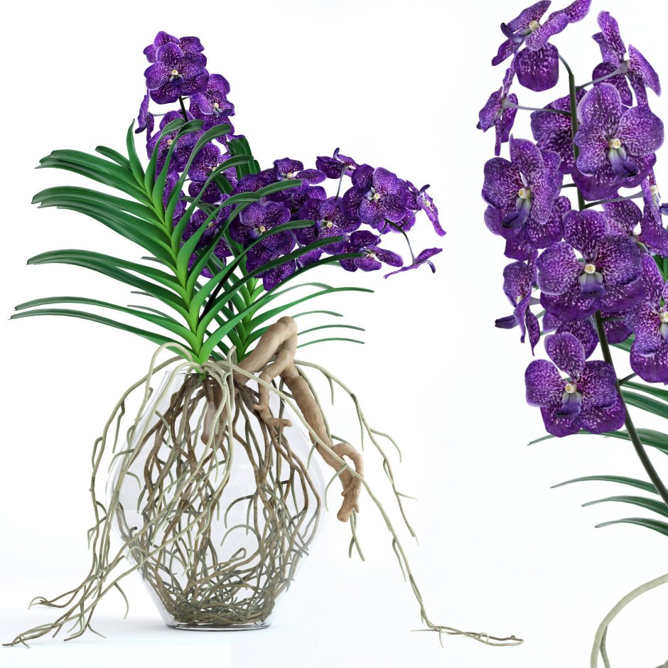 Флорариум Орхидея Ванда