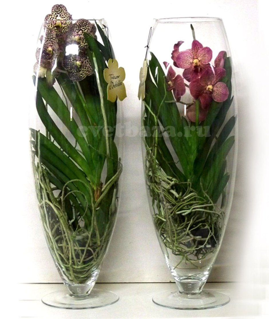 Ванда Орхидея в стеклянной вазе