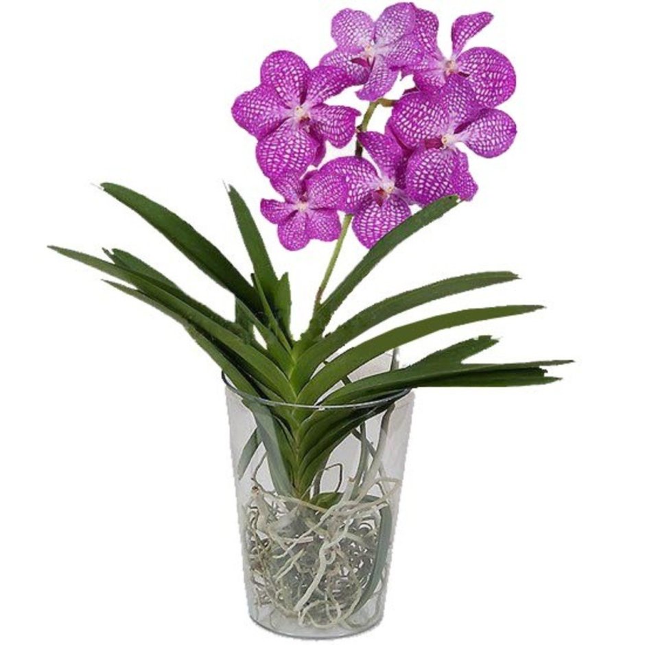 Мини Ванда Орхидея