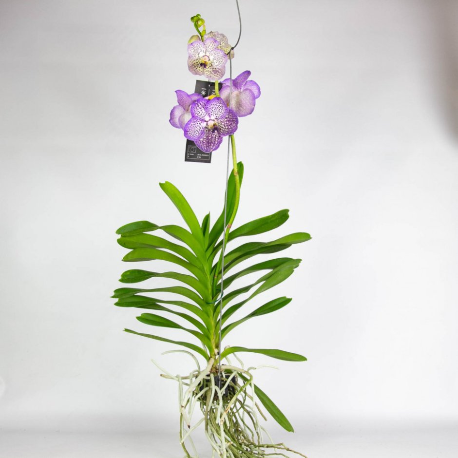 Орхидея Vanda Pachara Delight