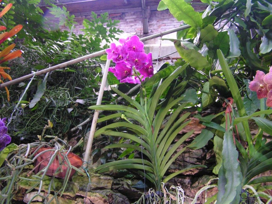 Необычные способы посадки орхидей