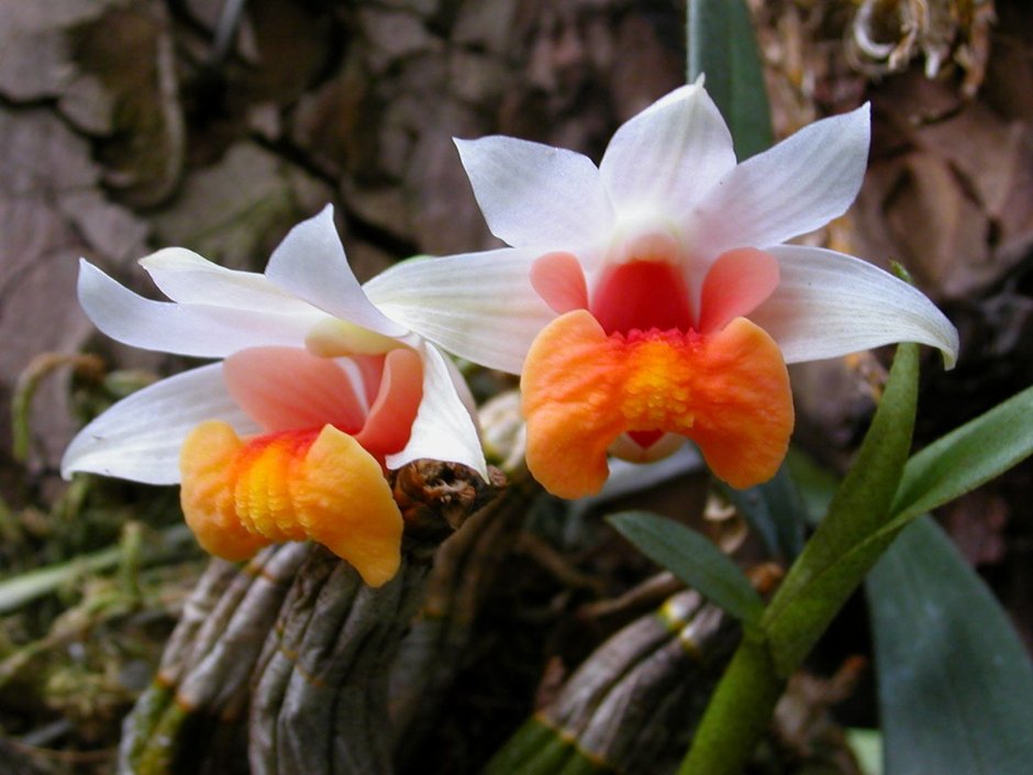 Орхидея амазонка