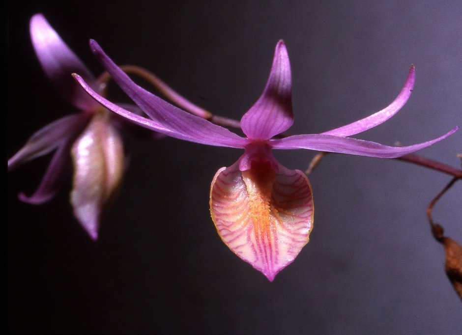 Barkeria Scandens