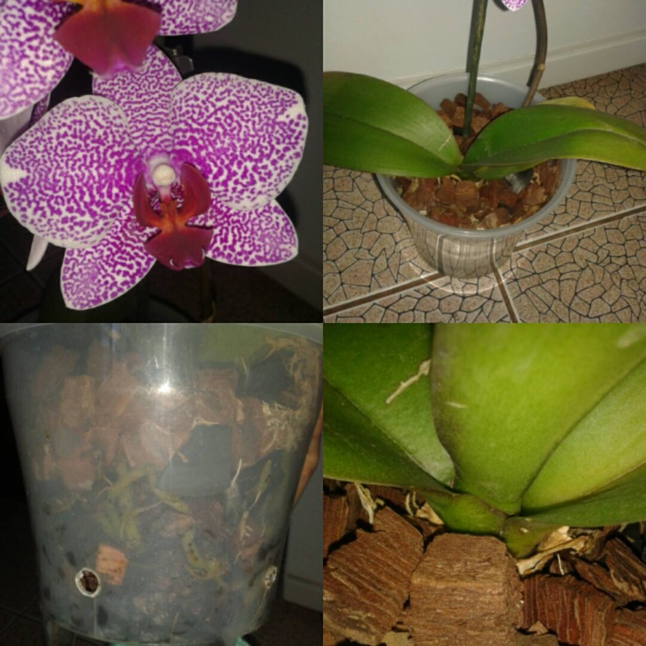 Sogo Diamond HLW Орхидея