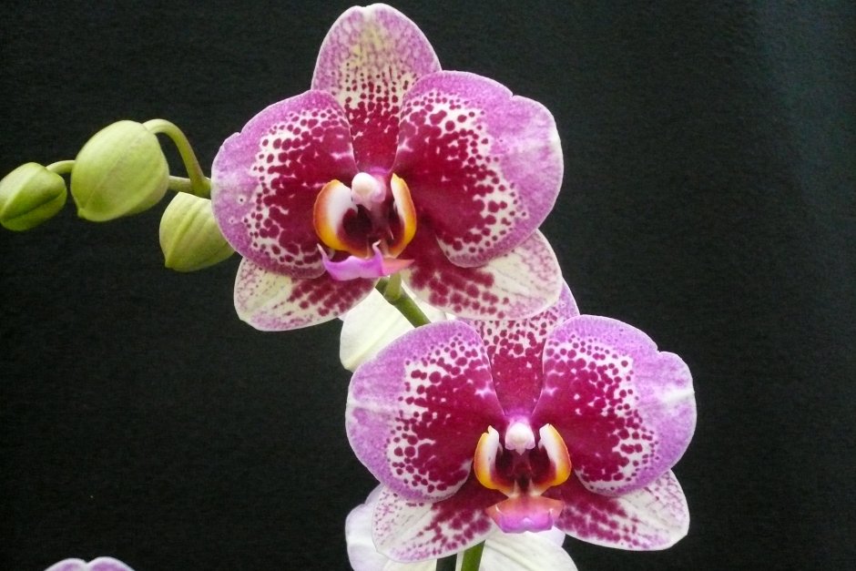 Орхидея фаленопсис Филадельфия