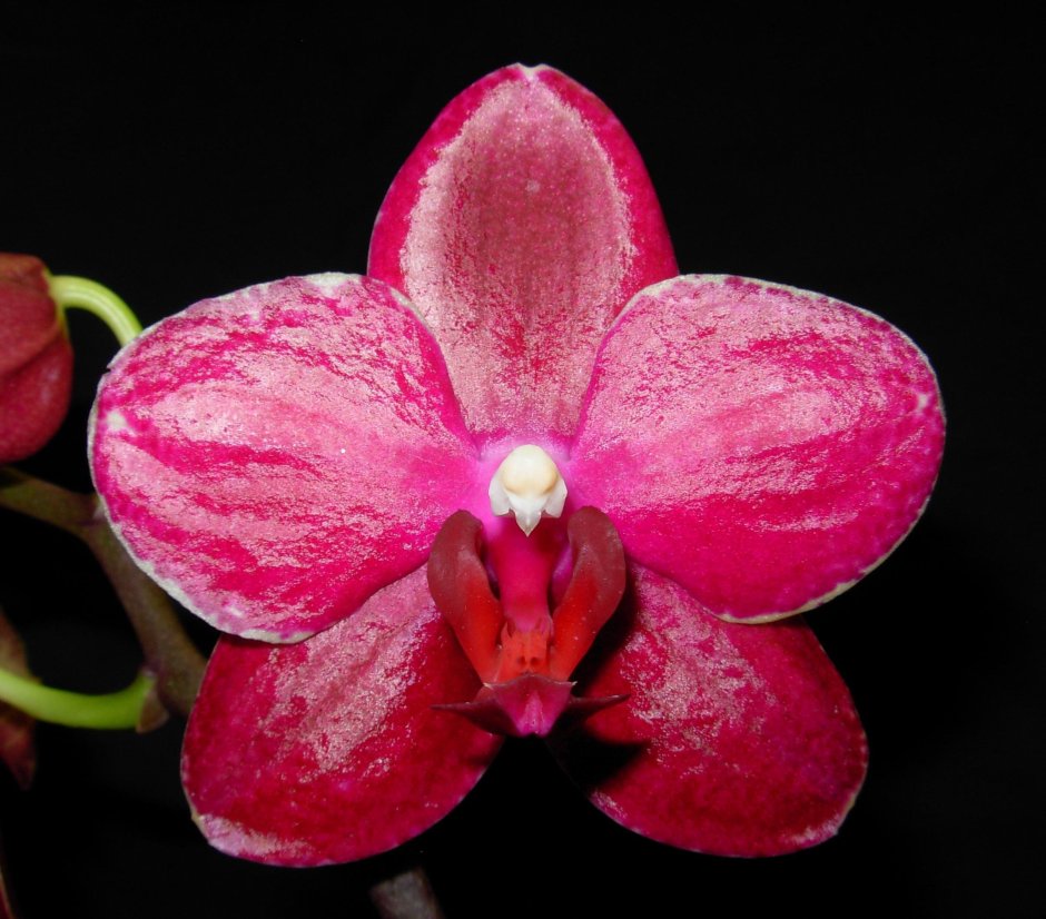 Сого релакс Орхидея