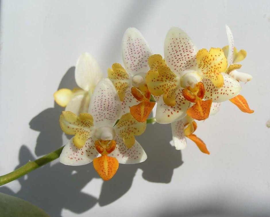 Орхидея Oksana