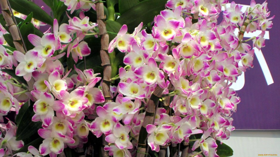 Семейство Орхидные темный фон