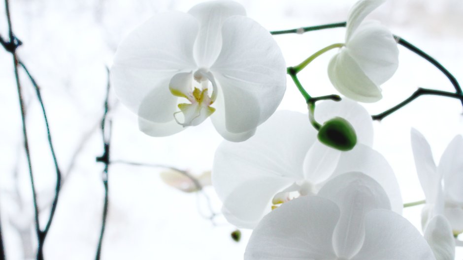 Домашние цветы наподобие орхидеи цветущие столбиком