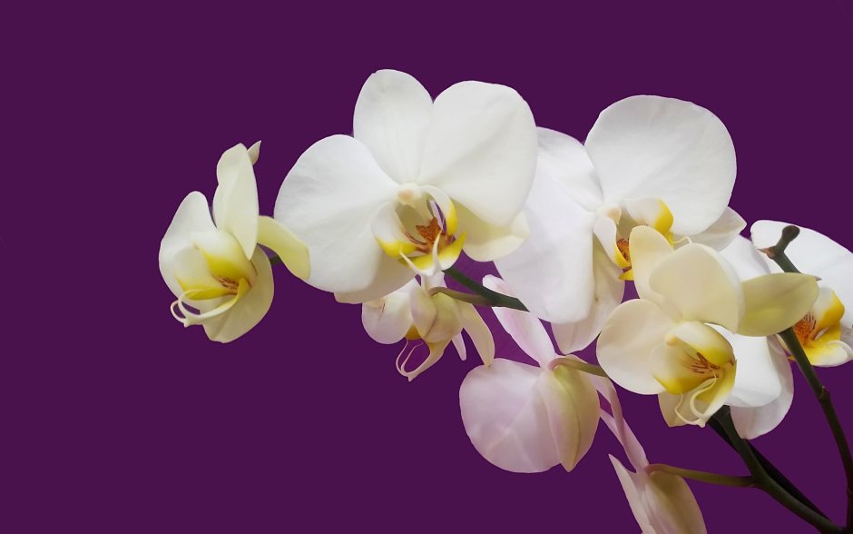 Цветы много орхидеи