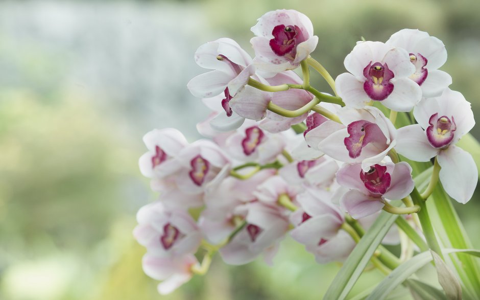 Природа Филиппин орхидеи