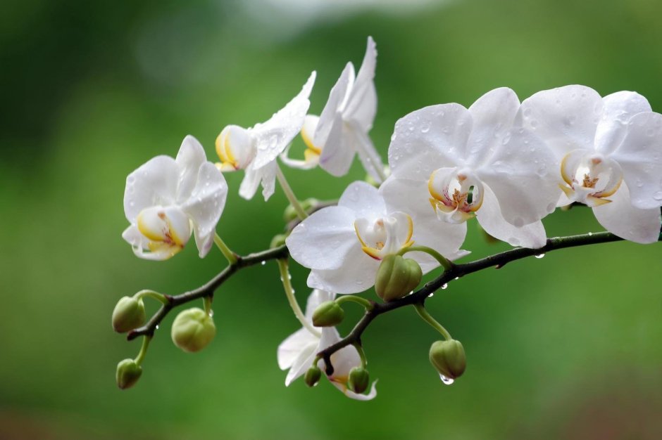 Ареал орхидеи
