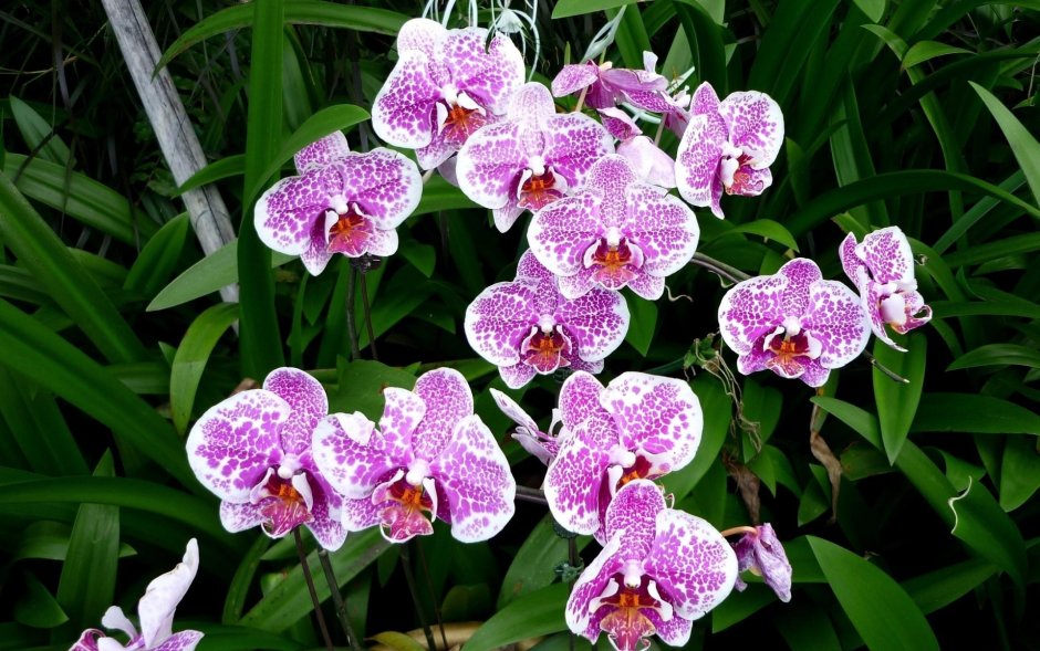 Орхидея фаленопсис фон