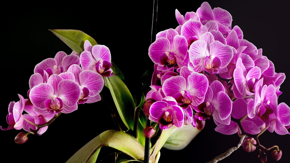 Цветоводство Орхидея