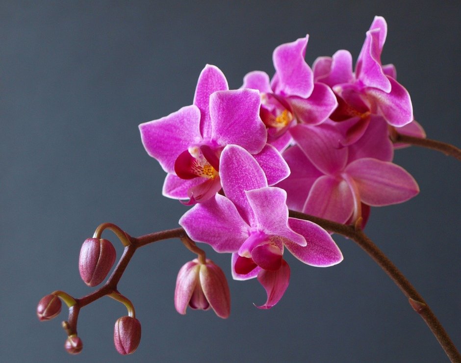 Phal. Liu's Beauty Taiwan