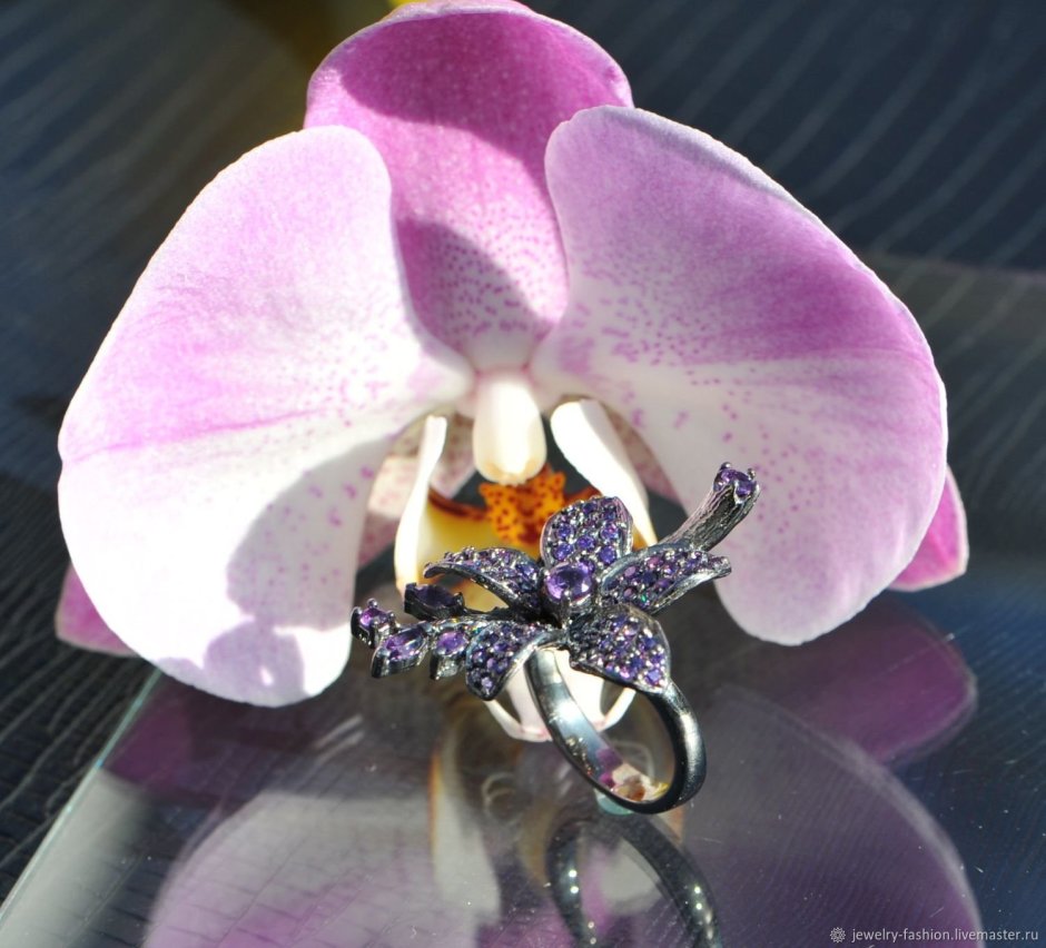 Phalaenopsis голубой