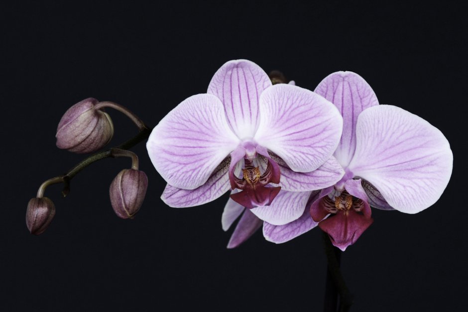 Орхидея Cymbidium