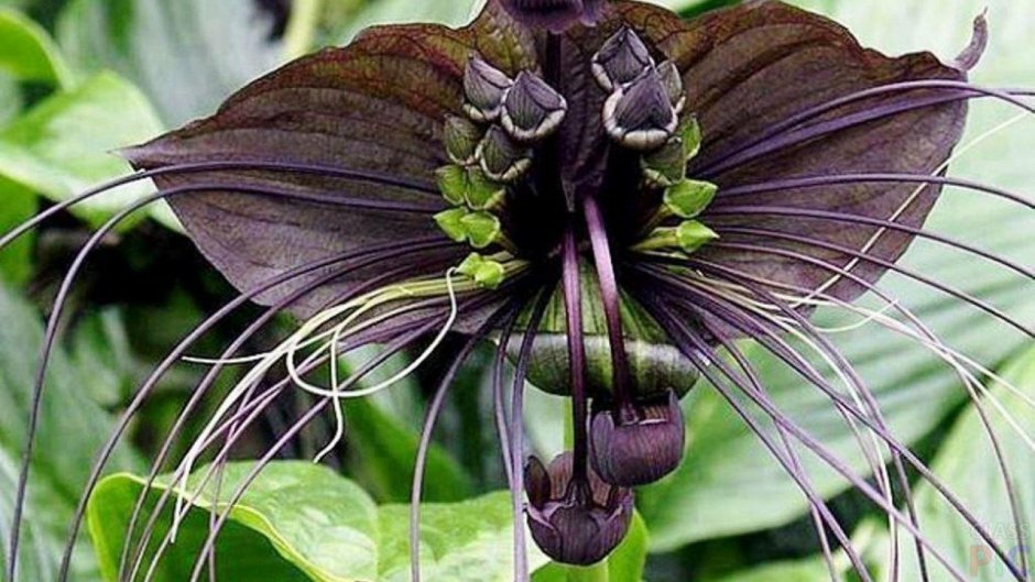 Такка Шантрье Tacca chantrieri