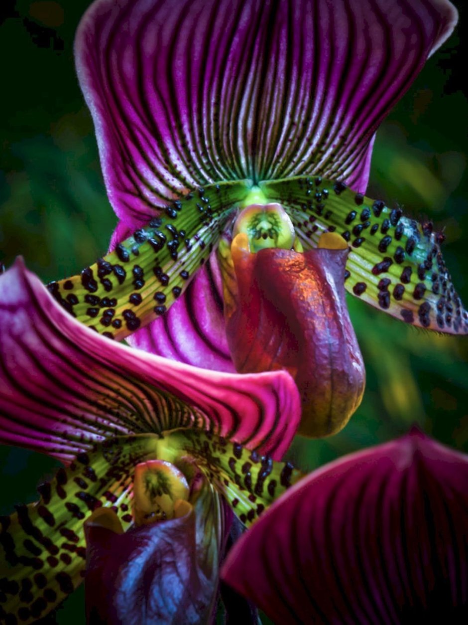 Фредкларкеара – самая черная Орхидея в мире