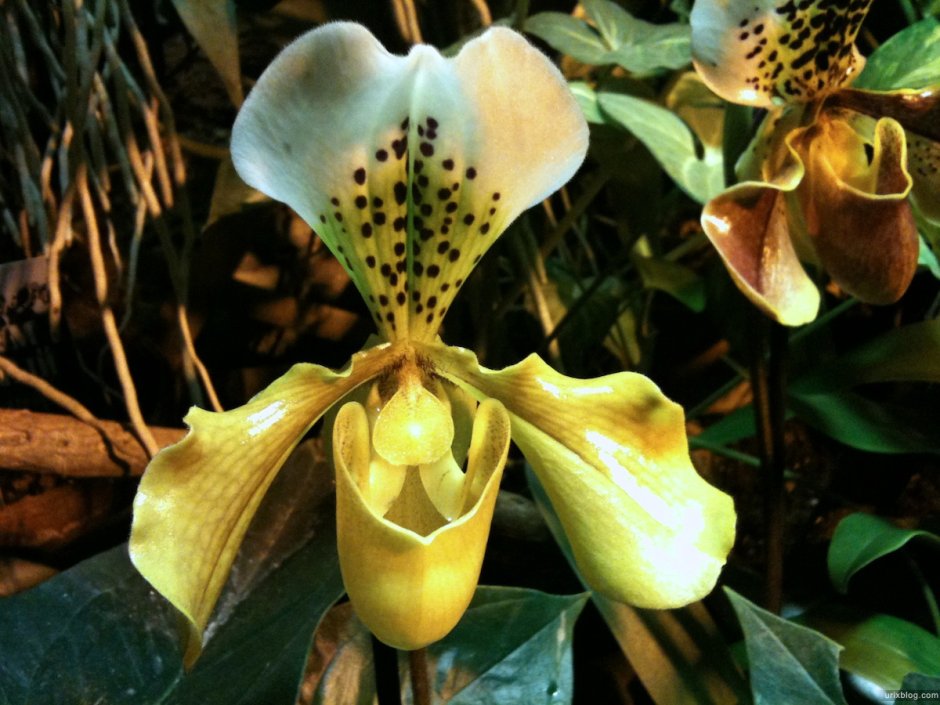 Орхидеи в Аптекарском огороде 2020