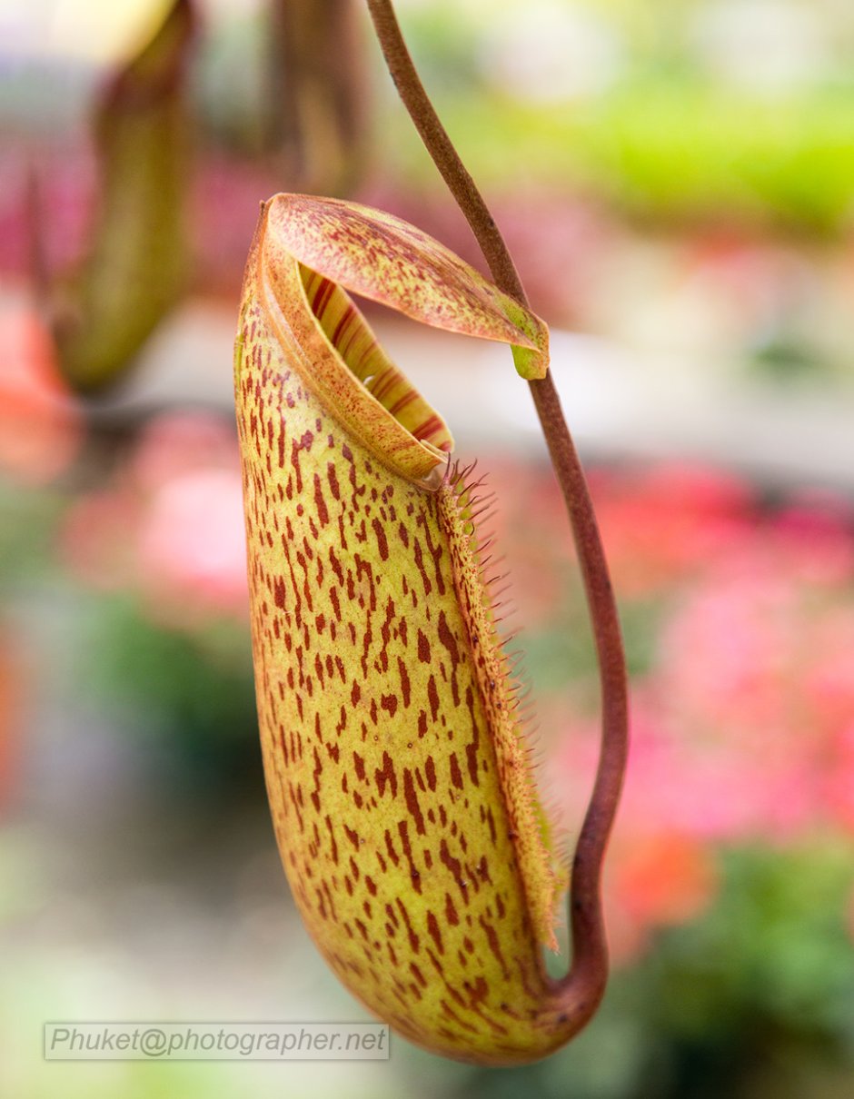 Орхидея хищное растение