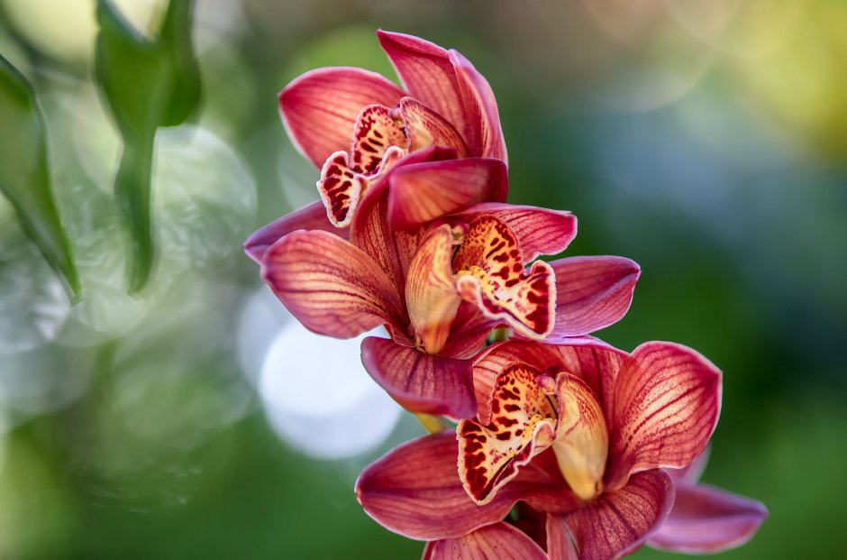 Орхидея похожа на женские органы