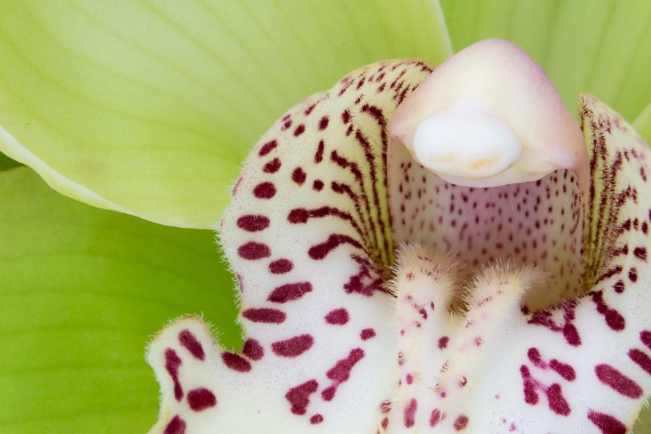 Орхидея похожая на пчелу
