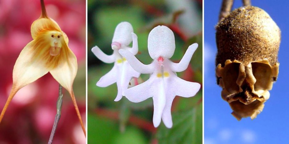 Хищные орхидеи
