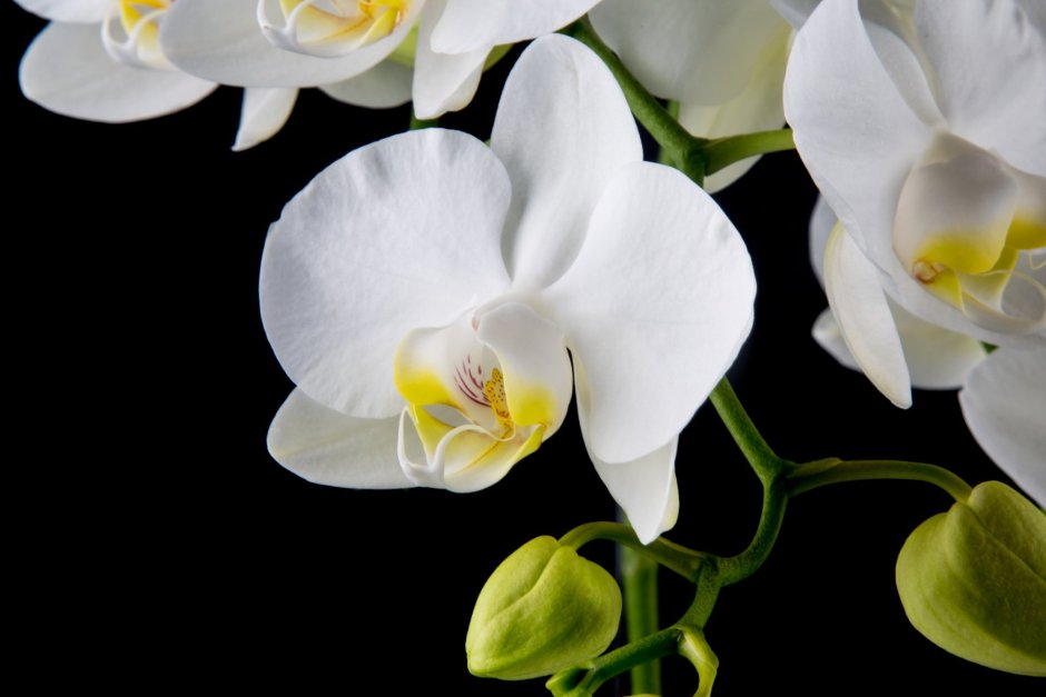 Коричневый цветок на белом фоне