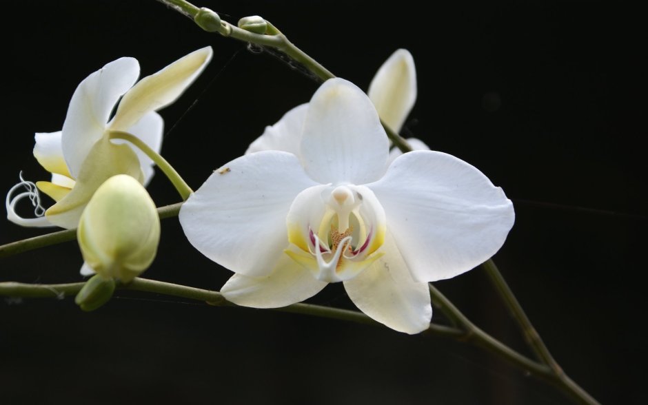 Орхидея белая с бледно розовым