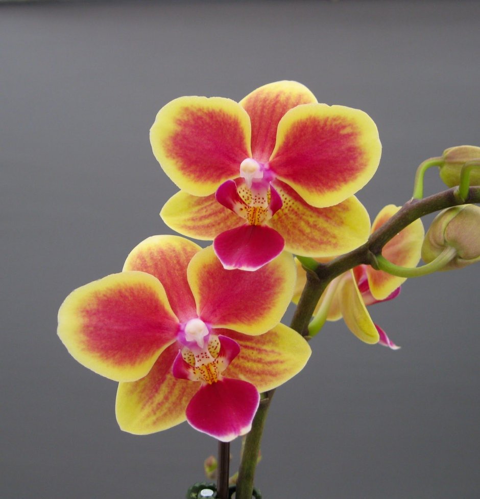 Орхидея Уайт Сноу