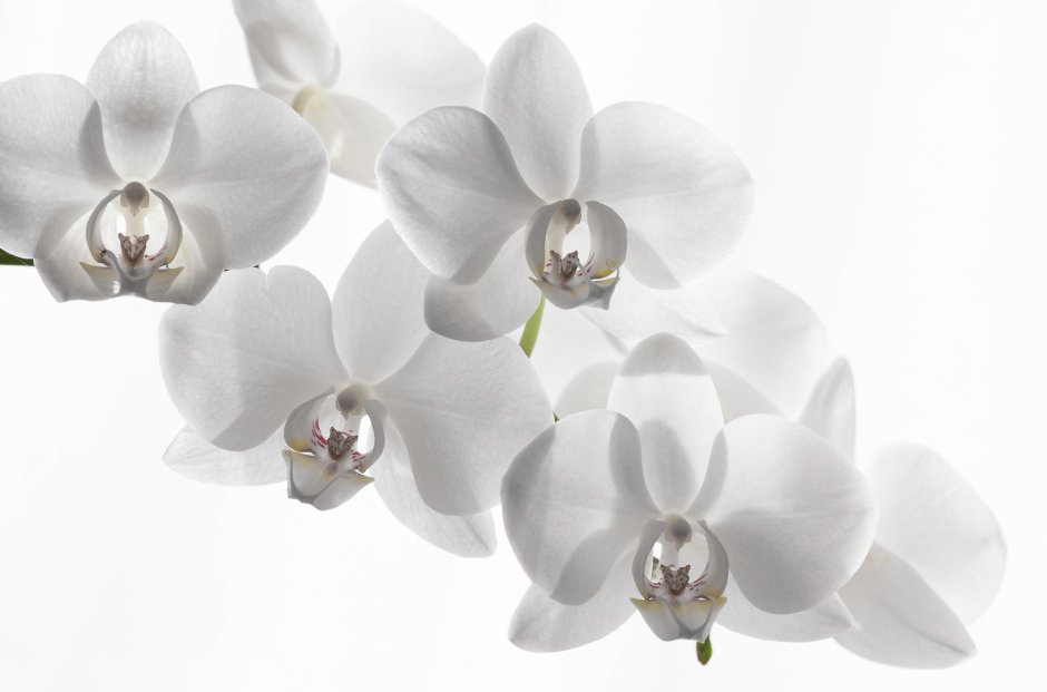 Орхидеи 1690 900