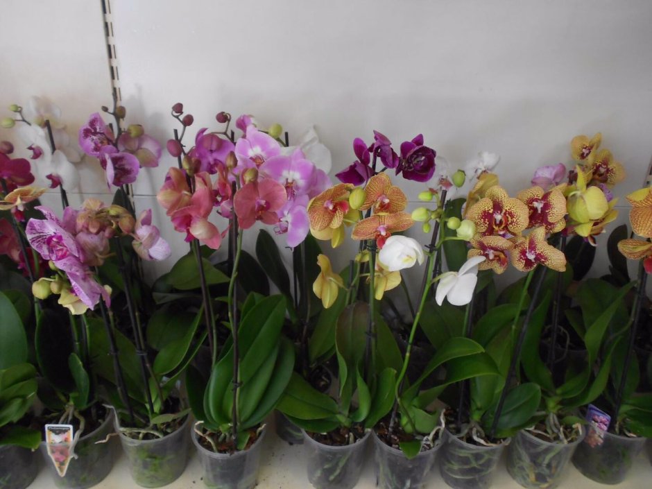 Цветы красивые Орхидея вертикальные