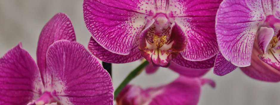 Орхидея бристоль