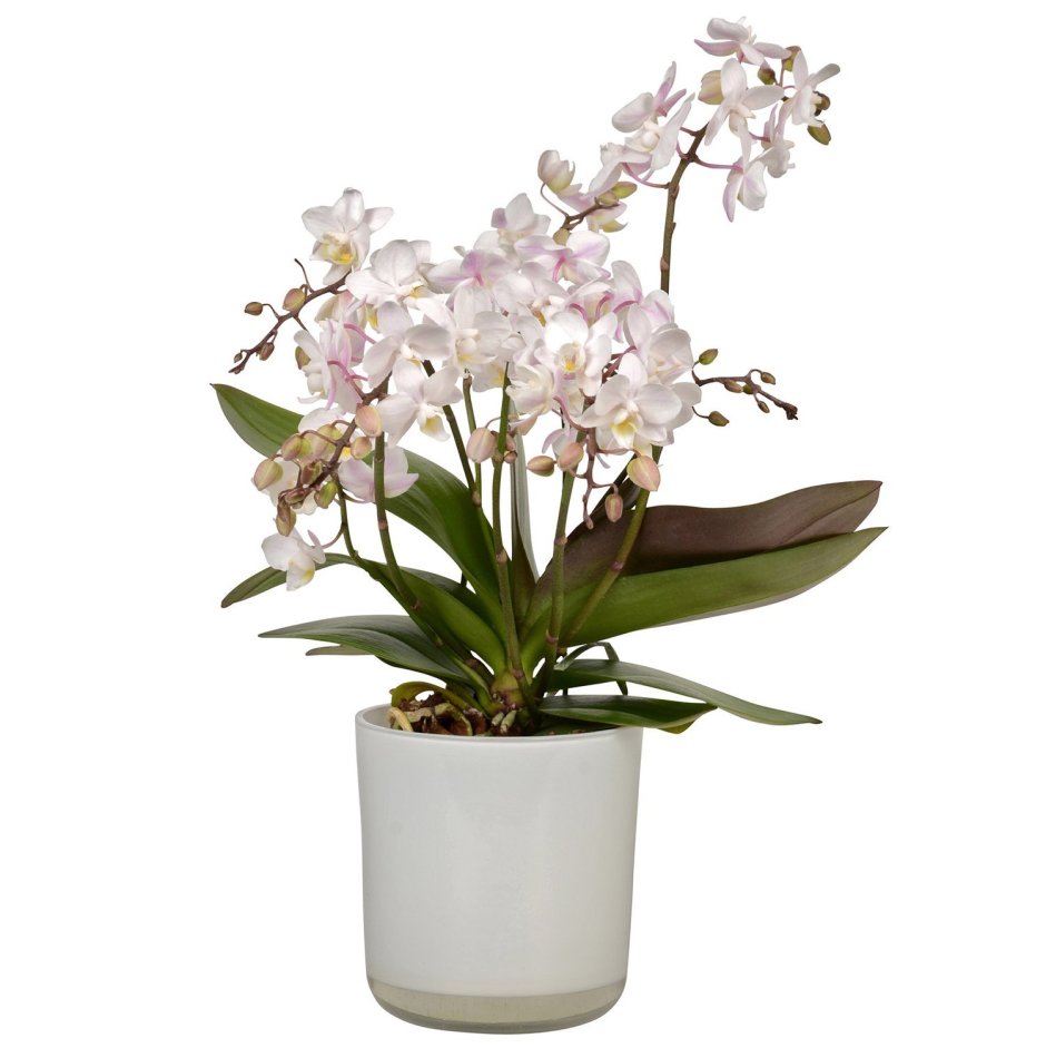 Орхидея 3 ветки в кашпо Piano