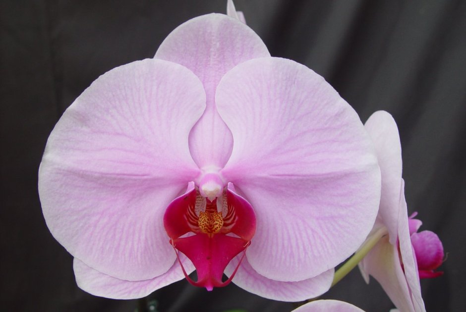 Орхидея акварель на белом фоне