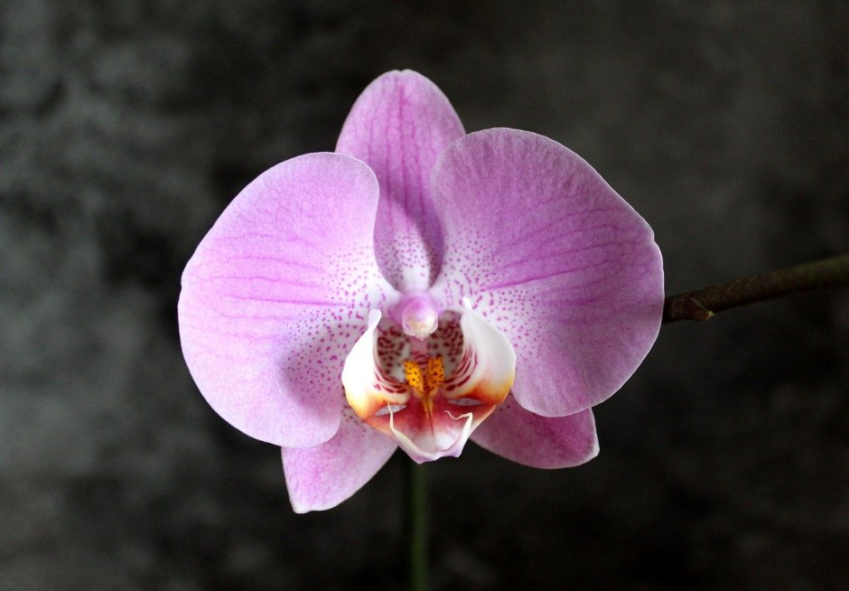 Орхидея Bristol